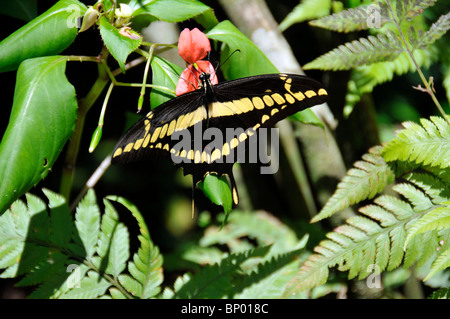 Giant swallowtail butterfly, Papillio thoas brasiliensis, Foz Do Iguacu, Parana, Brésil Banque D'Images