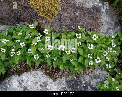 Cornel Nain eurasien ou cornouiller (Cornus suecica) en Norvège, Hamaroy Banque D'Images