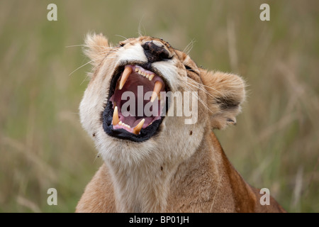 Le bâillement Lion portrait, Masai Mara, Kenya Banque D'Images