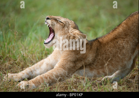 Lion cub bâillements, Masai Mara, Kenya Banque D'Images