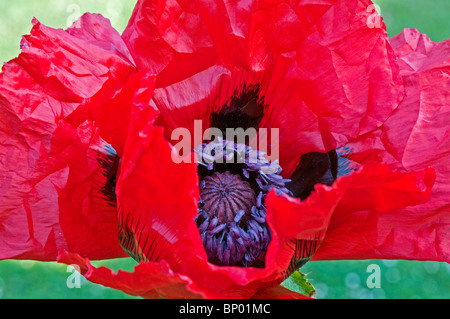 Close up of rouge pourpre fleur du pavot d'orient, Papaver orientale 'Beauté de Livermere' Banque D'Images