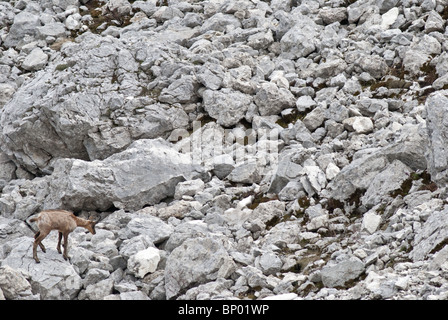 Abruzzo Lazio Molise Parc National, un chamois solitaire sur les rochers de Camosciara, au cœur de la zone protégée Banque D'Images