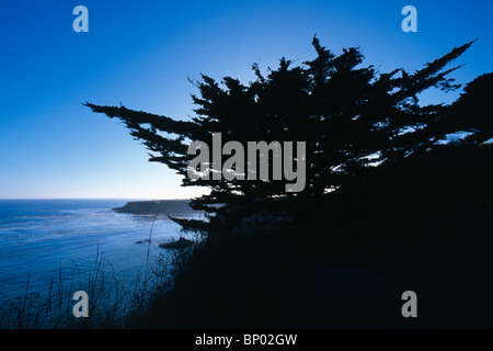 Silhouette de cyprès sur la côte Pacifique près de Mendocino, Californie, USA. Banque D'Images