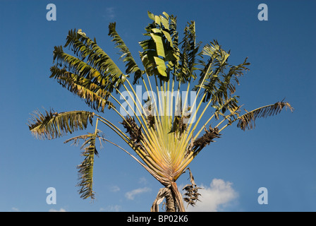 Arbre du Voyageur, également appelé palmier des voyageurs (Ravenala madagascariensis), Antsirabe, Madagascar Banque D'Images