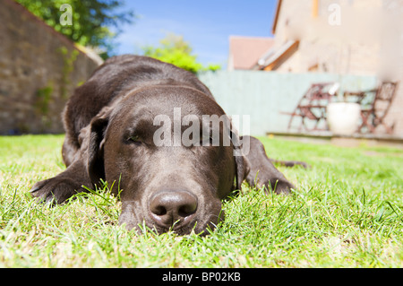 Tourné d'un labrador Chocolat de vous détendre dans le jardin par un beau jour d'été Banque D'Images