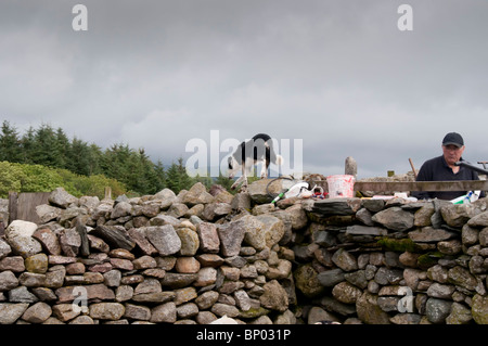 Un agriculteur en Ulpha, Cumbria, worming son troupeau de brebis Herdwick et Swaledale et agneaux Banque D'Images