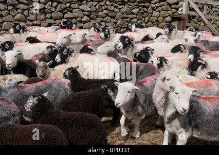 Swaledale et Herdwick brebis et agneaux dans un stylo pour la vermifugation Banque D'Images