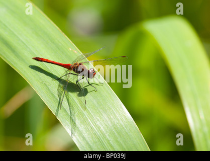 Globe Skimmer, ou errant Glider (Pantala flavescens) dans la nature des femmes. Banque D'Images