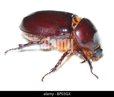 Beetle in front of white background, isolé. Banque D'Images