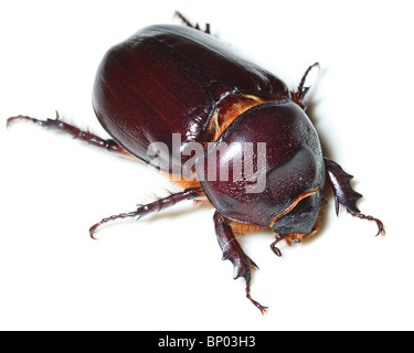 Beetle in front of white background, isolé. Banque D'Images