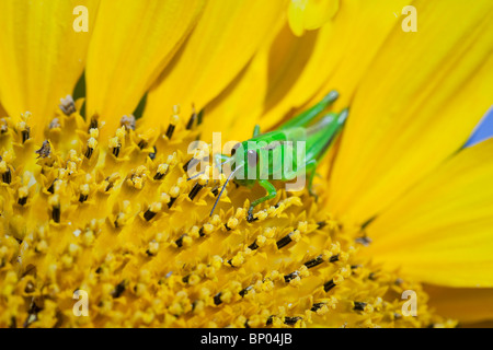 Vue en gros, Vert sauterelle sur un tournesol. Winnipeg, Manitoba, Canada. Banque D'Images