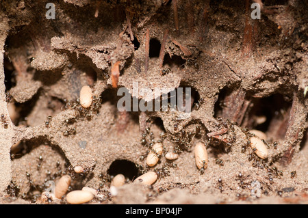 Jardin noir fourmis (Lasius niger) transportant les larves en nid Banque D'Images