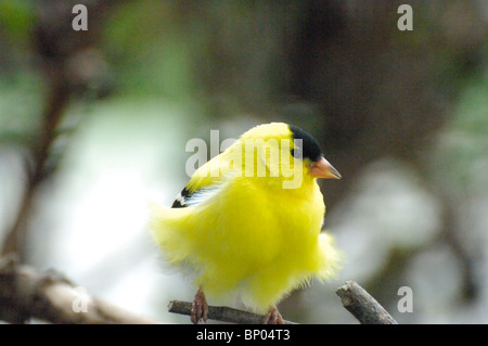 Un Chardonneret jaune sur un membre avec des plumes ébouriffées dans un vent froid/ Banque D'Images