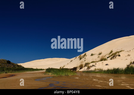 La vapeur Te Paki et des dunes de sable à néos-zélandais Northland. Banque D'Images