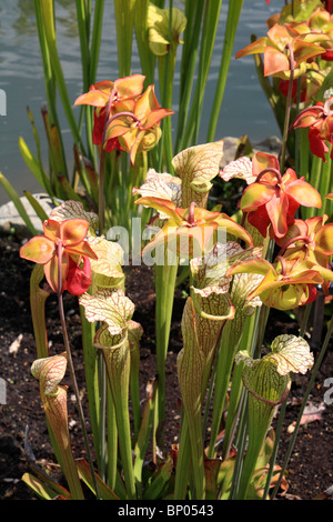 Groupe de plus en plus à l'extérieur de la sarracénie avec fleurs. Les plantes carnivores avec un mécanisme de piégeage des proies, Surrey England UK Banque D'Images