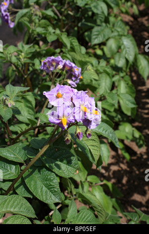 Fleur pourpre de plus en plus de pommes de terre dans un allotissement, Surrey, England, UK Banque D'Images