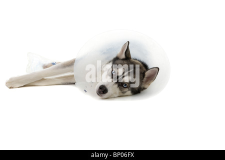 Chiot Husky Sibérien portant un collier isolé sur fond blanc Banque D'Images