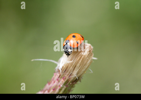 Sept points, Coccinella septempunctata ladybeetle Banque D'Images