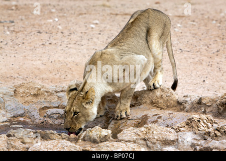 Une lionne l'eau potable dans le Kalahari dans le Parc National transfrontalier de Kgalagadi en Afrique du Sud et le Botswana Banque D'Images