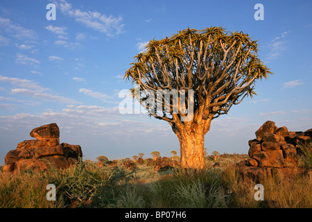 Paysage désertique avec des roches de granit et d'un carquois tree (Aloe dichotoma), Namibie, Afrique du Sud Banque D'Images