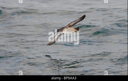 Puffin des Baléares Puffinus mauretanicus en vol au dessus de la mer Dorset UK Banque D'Images