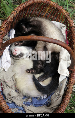 Un furet recroquevillé endormi dormir dans un panier en osier Banque D'Images