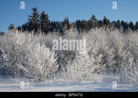 Les arbres couverts de neige Banque D'Images