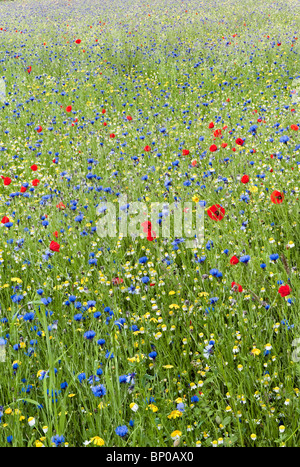 La prairie de fleurs sauvages en été à East Ruston Old Vicarage Garden à Norfolk, Royaume-Uni Banque D'Images