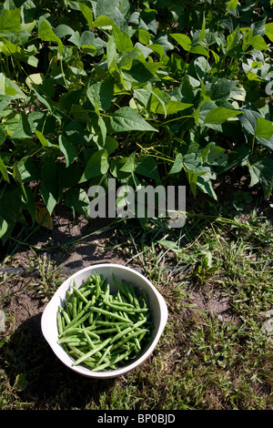 Haricots verts fraîchement cueillis du potager Michigan USA Banque D'Images