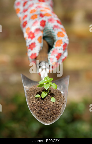 Hand holding plant sur truelle de jardin Banque D'Images