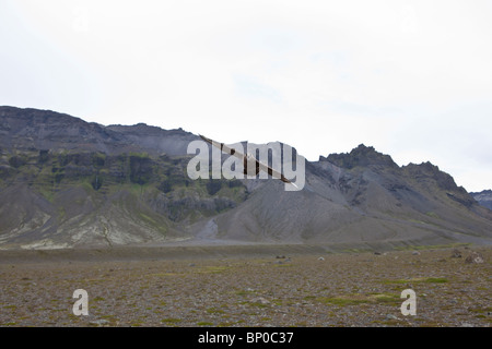 Grand Labbe dans Oraefi, Islande Banque D'Images