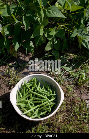 Les plants de haricots verts fraîchement cueillis (Phaseolus) cultivar en potager, Michigan USA Banque D'Images