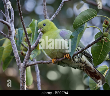 Madagascar Treron australis, Pigeon vert, perché dans un arbre dans le Parc National de Tsimanampetsotsa, Atsimo-Andrefana, le sud-ouest de Madagascar Banque D'Images