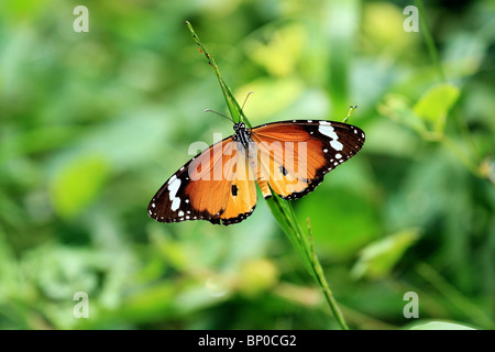 La Plaine Tiger Butterfly également appelé Danaus chrysippe Banque D'Images