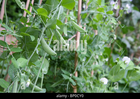 (Pisum sativum var. saccharatum) pois mange-tout / neige et le sucre s'enclenche / Petits pois (Pisum sativum var. macrocarpon) dans un jardin Banque D'Images