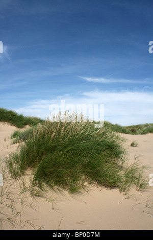 L'ammophile croissant sur une dune de sable à la côte de Sefton, Merseyside, Royaume-Uni Banque D'Images