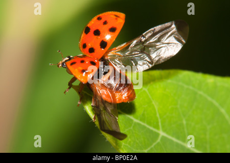 Coccinelle asiatique multicolore ascenseurs ses extensions extérieures (élytres) à révéler ses ailes vol doux juste avant le vol Banque D'Images