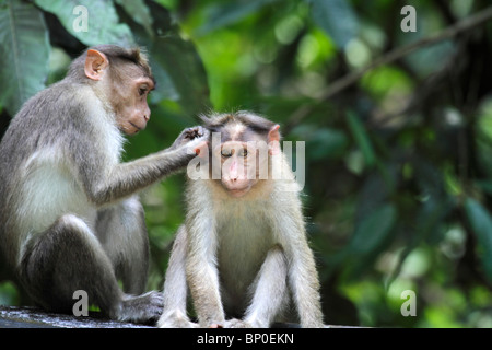 L'Inde, le Kerala, le parc national de Periyar. Bonnet macaque de toilettage. Banque D'Images