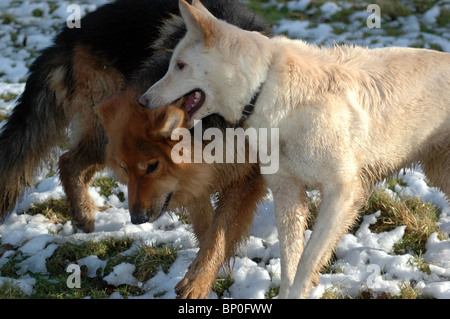 Deux bergers allemands,jouer dans la neige 2008 Banque D'Images