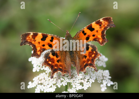 Virgule Polygonia c-album prises sur la côte de Sefton, Merseyside, Royaume-Uni Banque D'Images