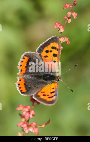 Cuivre Lycaena phlaeas petites prises à Freshfield Dune Heath, côte de Sefton, Merseyside, Royaume-Uni Banque D'Images