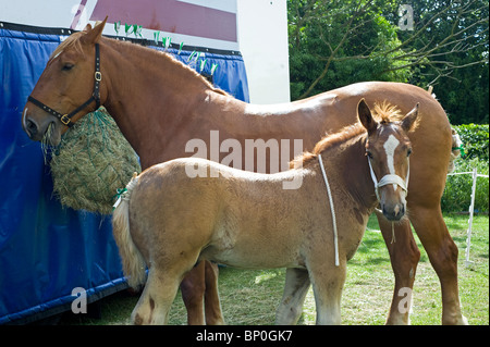 Suffolk Punch mare et 9 semaine vieux poulain prenant part à Framlingham Horse Show Banque D'Images