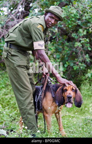 Chyulu Hills, Kenya, Ol Donyo d'irrigants. Tracking exersice. (MR) Banque D'Images