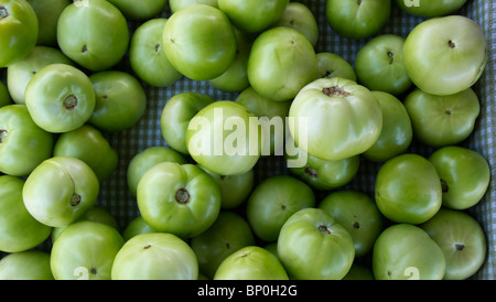 Tomates Beefsteak vert Banque D'Images