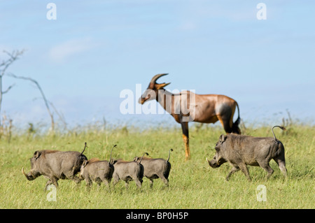 Au Kenya, le Masai Mara. Une famille de phacochères racine dans l'herbe, devant un topi. Banque D'Images