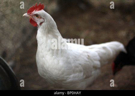 Un gros plan d'un blanc de poulet dans une cage. Banque D'Images