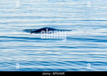 Rorqual commun dans Woodfjord archipel du Svalbard, Norvège. Banque D'Images