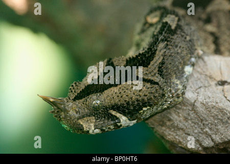 Bitis nasicornis (vipère rhinocéros), Ouganda Banque D'Images