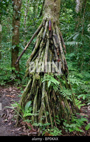 Le Pérou. Une antenne de l'arbre d'enracinement dans la forêt tropicale près de la rivière Madre de Dios. Banque D'Images