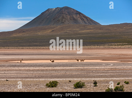 Pérou, vigognes sur les salines de la Laguna de Salinas sous El Volcan Misti près d'Arequipa. Banque D'Images